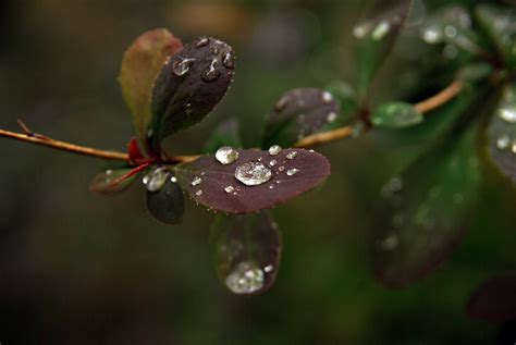 Raindrops by Blagovest Belchev - Voubs.com