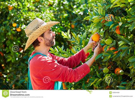 Farmer Man Harvesting Oranges In An Orange Tree Stock Photo Image Of