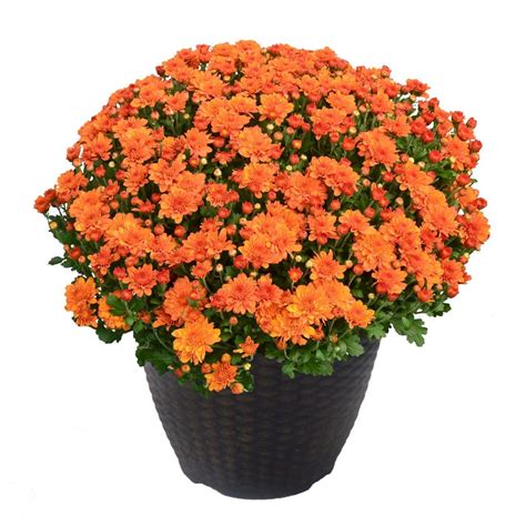 chrysanthemum orange mum plant 13 inch decorative pot plants direct to you