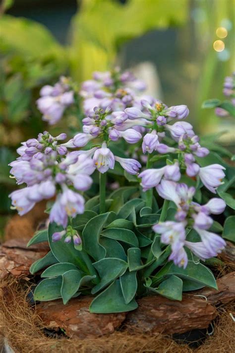 15 Mini Hostas 🌱 💚 Create Charming Spaces With These Compact Plants