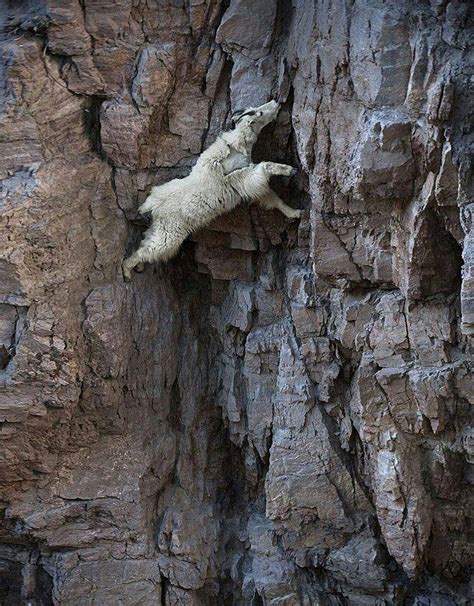 10 Images That Prove Mountain Goats Are Better Rock Climbers Than You And I
