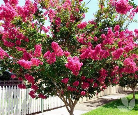 Spring Selections For Summer Flowering Collections Speciality Trees