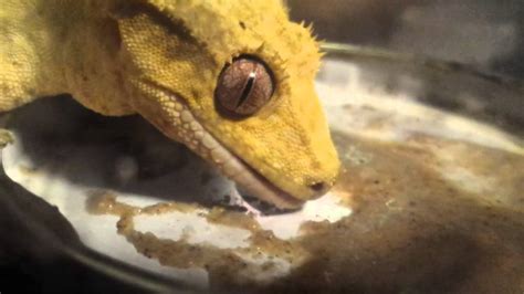 Crested Gecko Feeding Youtube