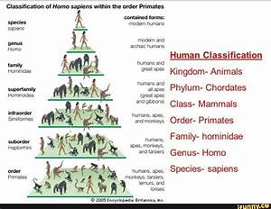 Classification Of Sapiens Within The Order Primates Contained