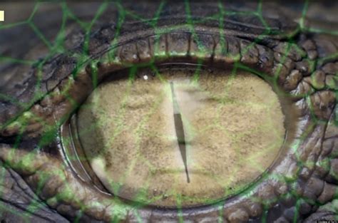 Reptilian Conspiracy Theory Is It Real Huffpost