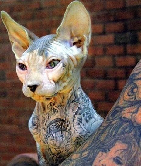 Tattooed Sphynx Cat The Most Punk Rock Cat Thats Ever Existed