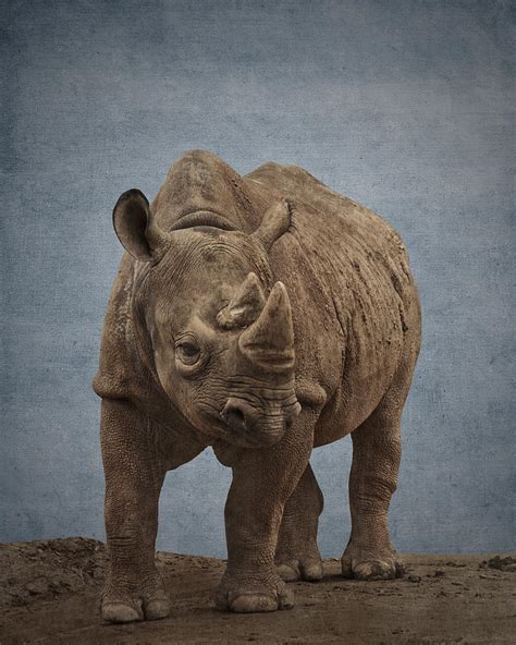 Rhinoceros Portrait Photograph By Greg Noblin Fine Art America