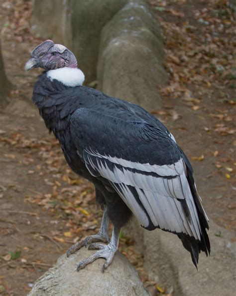 Andean Condor Cswd