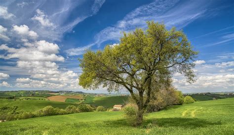 Italy, Trees, Landscape, Field Wallpapers HD / Desktop and Mobile ...