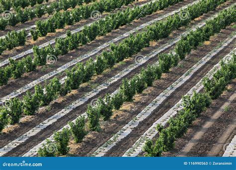 Hazelnut Orchard In Spring Aerial View Stock Image Image Of Filberts