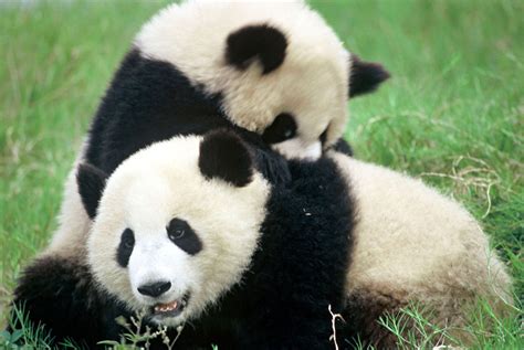 Why Are Pandas Endangered Facts About The Population Of Pandas