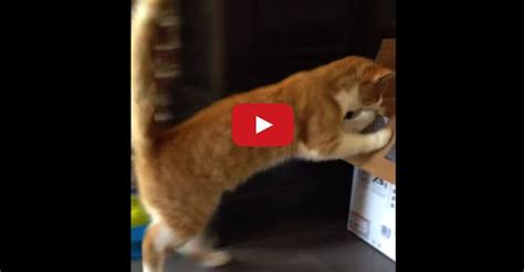 Swakke The Cat And The Hilarious Box Fail Cats Cats And Kittens Cat