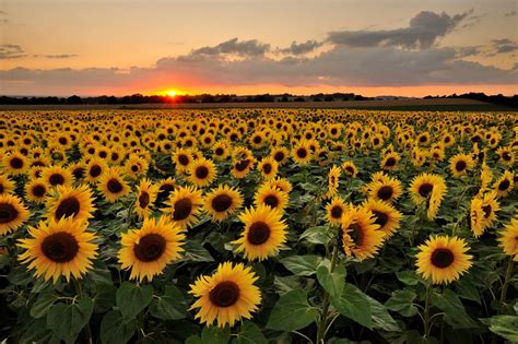 Sunflower Sunset Papel De Parede Computador Imagem De Fundo De