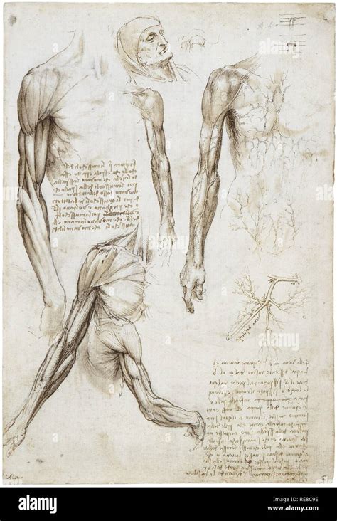 Leonardo Anatomy Muscles Arm Hi Res Stock Photography And Images Alamy