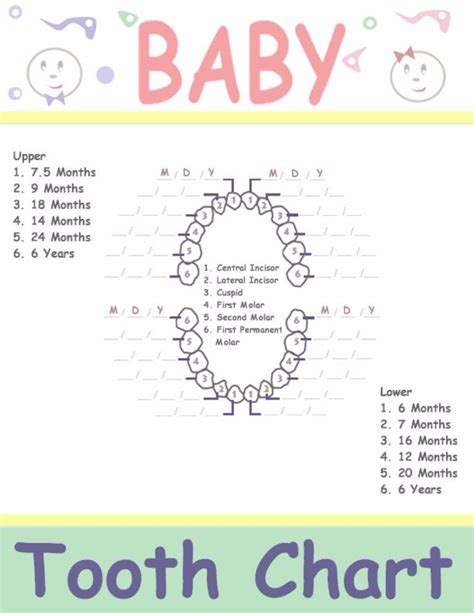 Baby Tooth Chart Letters Business Mentor