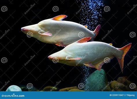 Tropical Fish That Iridescent Shark Stock Image Image Of Iridescent