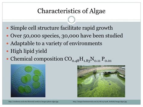 Ppt Algae As A Biofuel Powerpoint Presentation Free Download Id