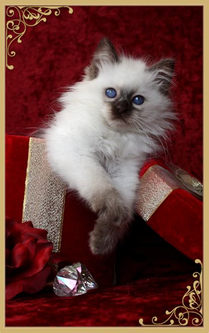 Balinese Cat Breeder And Balinese Cats For Sale By Siamese Royalty