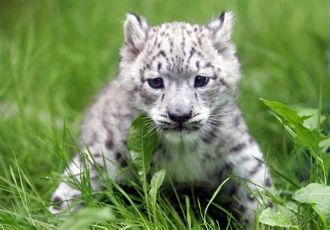 The Scoop Meet Emba A Baby Snow Leopard Popsugar Pets