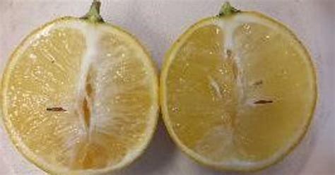 Watch For Signs Of Citrus Greening On Your Trees
