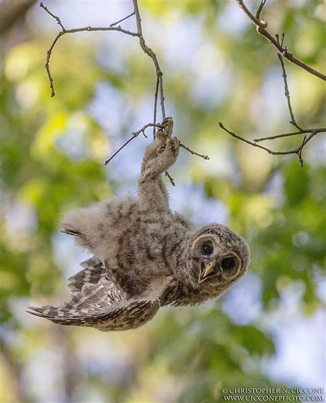 Upside Down Owl Owl Pet Birds Owl Pictures