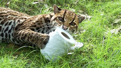 How much do big cats weigh? Wild Cats VS Toilet Paper! - YouTube
