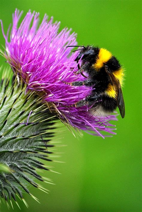 We did not find results for: Pin on Bees