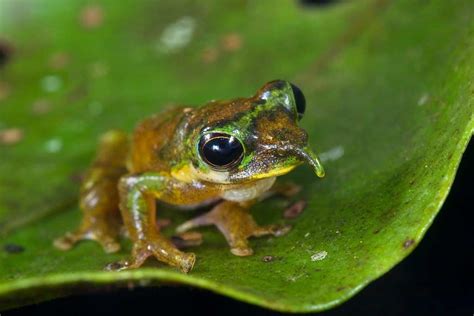 This Newly Discovered Tree Frog Looks Just Like Pinocchio
