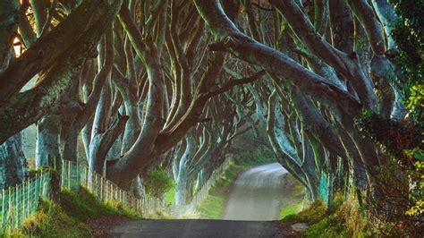 Dark Hedges Six Trees Made Famous By Game Of Thrones To Be Cut Down
