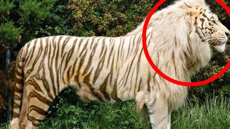 Top 10 Hybrid Animals That Actually Exist Youtube