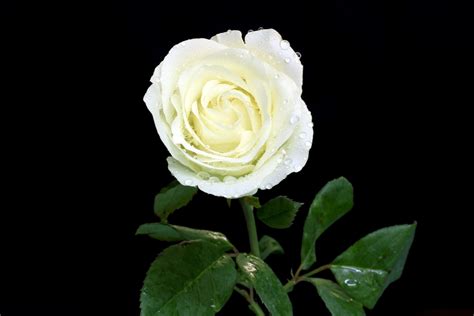Banco De Imágenes Gratis 12 Fotos De Rosas Blancas White Roses To Share