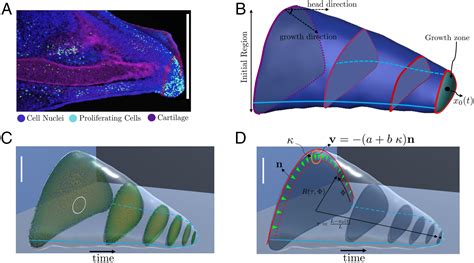 Geometry And Dynamics Link Form Function And Evolution Of Finch Beaks