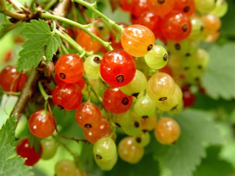 Red Currant Free Photo Download Freeimages