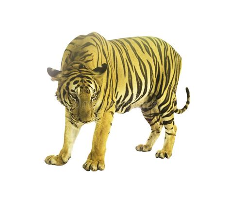 821 Scary Tiger Photos Free And Royalty Free Stock Photos