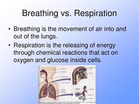 Ppt The Respiratory System Powerpoint Presentation Id2747362