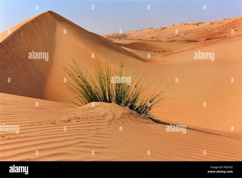 Dunes In Sharqiya Sands Desert Of Oman Stock Photo Alamy