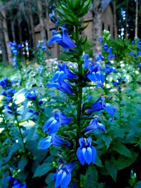 Virginia bluebells, trillium and herbal plants are our specialty. TALL GREAT BLUE LOBELIA Cardinalis Siphilitica PERENNIAL ...