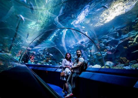 The Best Istanbul Sea Life Aquarium Tours And Tickets 2020 Viator