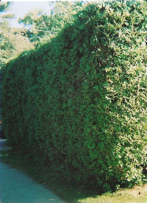 Pin On Hedges