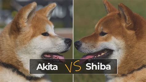 Shiba Inu Vs Akita Inu What Are The Main Differences Youtube