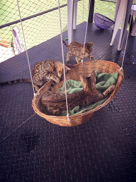 Center single crochet looks knit! kitty hammock from wicker laundry basket | Diy cat bed ...