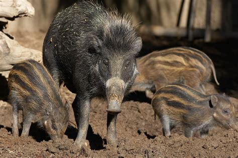 Wild Swine Pig And Hog San Diego Zoo Animals And Plants