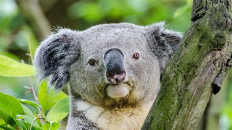 To Save Koalas From Extinction We May Have To Kill Them First
