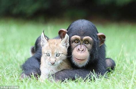 Unusual Friendships Animals Youd Think Cannot Co Exist
