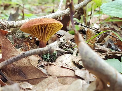 Edible Mushrooms In Pa Western Pennsylvania Mushrooms Luther Homestead