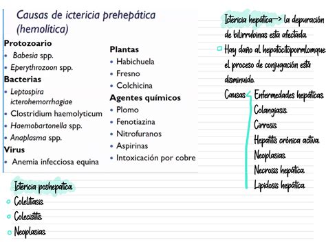 Bioquimica Hepatica Pt 3 Ictericia Hepática— La Depuración De