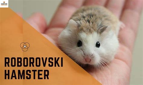 Roborovski Hamster Know All About Roborovski Hamsters Hamstershub