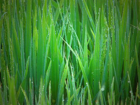 Dew Drops On Green Grass Natural Background Stock Image Image Of