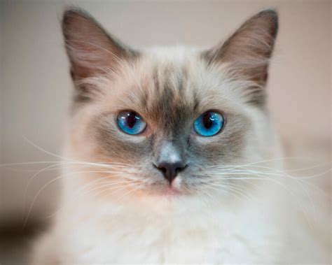 Ragdoll Cat Breed Information And Characteristics Pet Reader