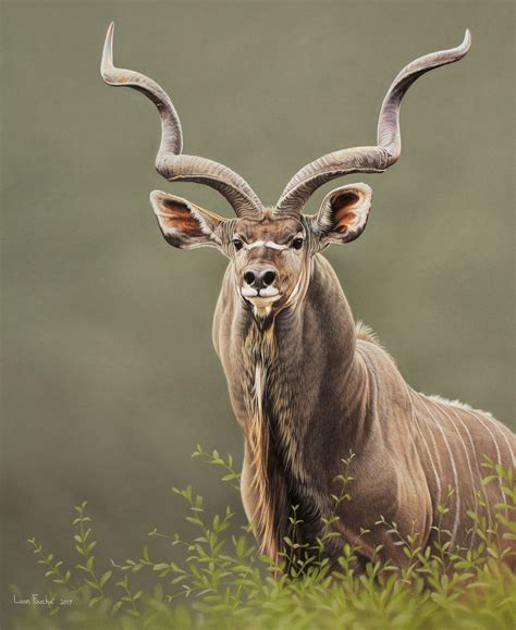 Kudu Bull